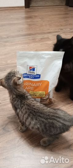 Корм для кошек hills Prescription diet c/d