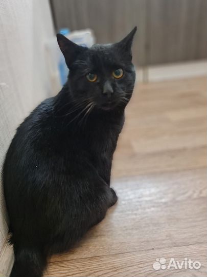 Кот в добрые руки