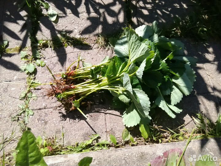 Усы клубники фестивальная и кимберли