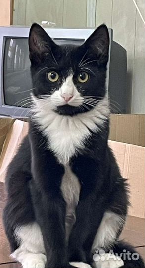 Кошки в добрые руки бесплатно