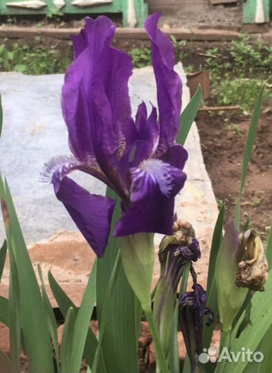 Ирисы