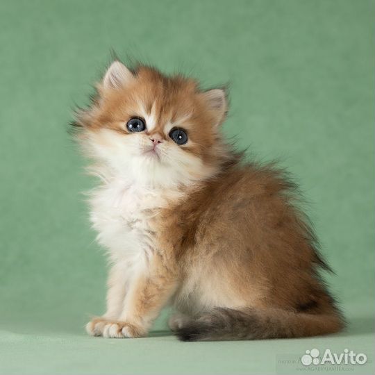 Котята золотые британские длинношёрстные шиншиллы