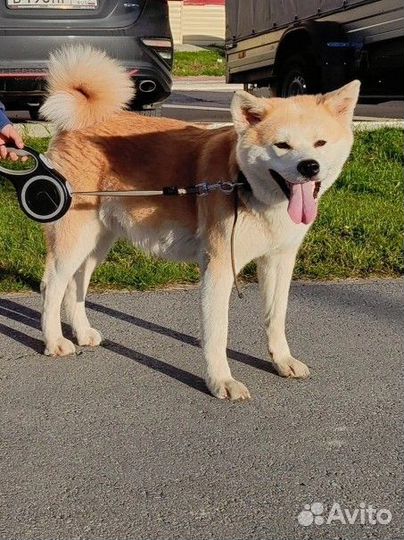 Щенки акита ину