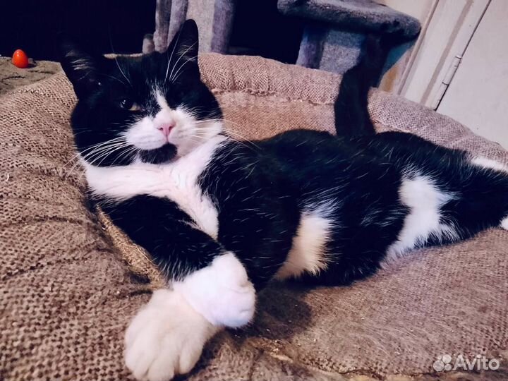 Кот Барон, характер соответствует кличке