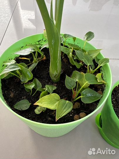 Диффенбахия