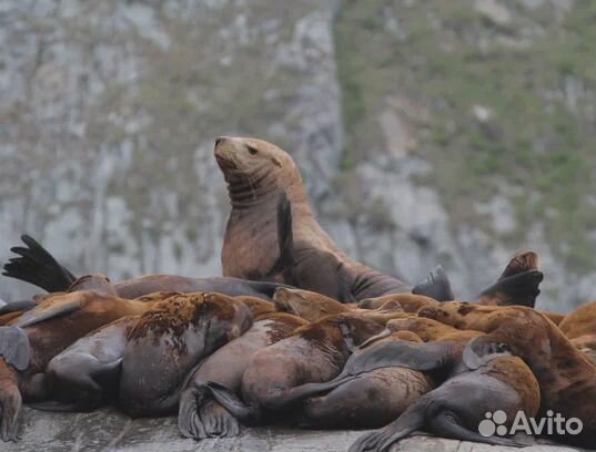 Бухта Русская.Морская экскурсия/прогулка