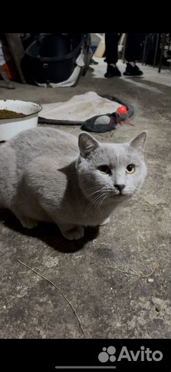 Кот из приюта