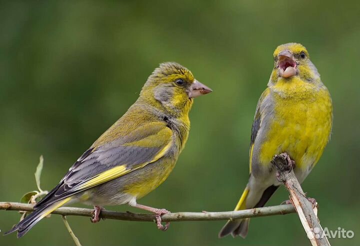 Зеленушка самцы
