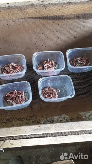 Червь для рыбалки дендробена-опт и розница