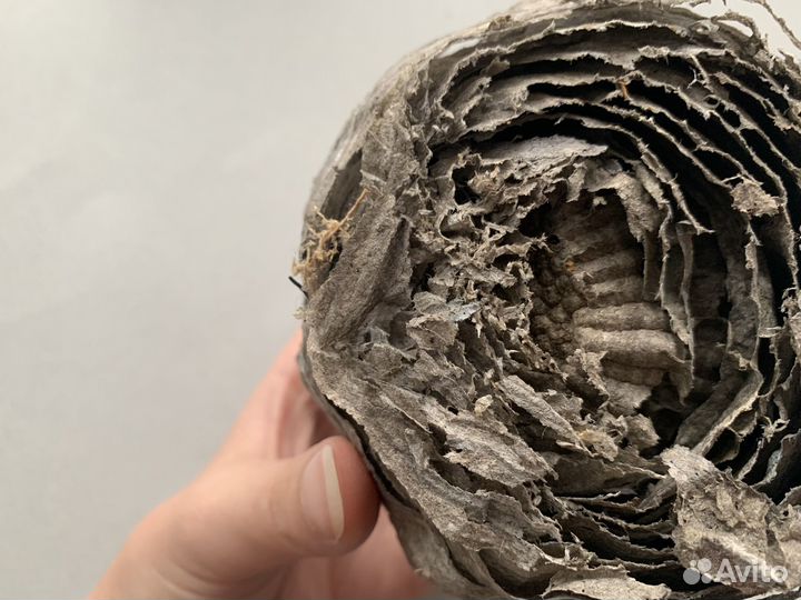 Гнездо осиное от диких ос Свежий осиный улей