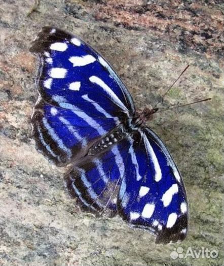 Живые экзотические бабочки Тропическая Ночь т/б-23