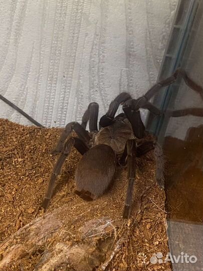 Паук птицеед вида (Chilobrachys) норный
