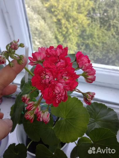 Пеларгония герань