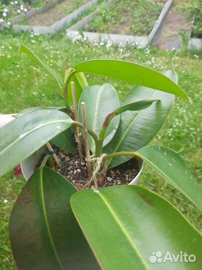 Комнатные растения