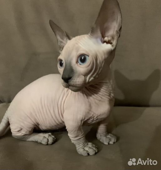 Канадский сфинкс