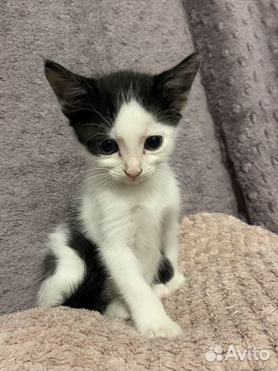 Котёнок мальчик бесплатно