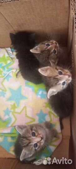 Котята в дар