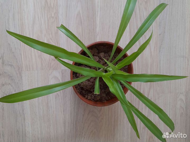 Хлорофитум