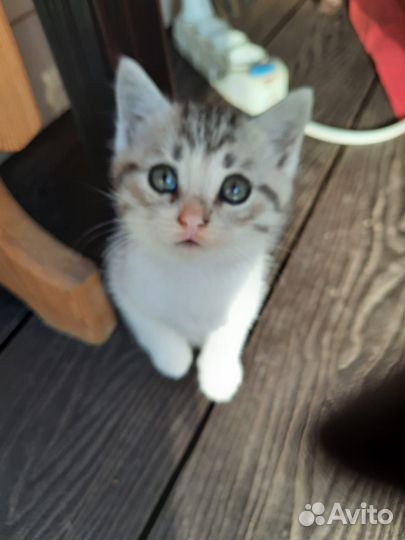 Котята в добрые руки бесплатно