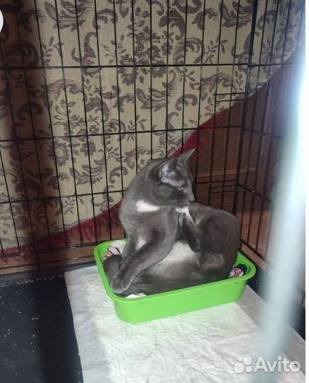 Русская голубая красивый породистый кот 1,5 года