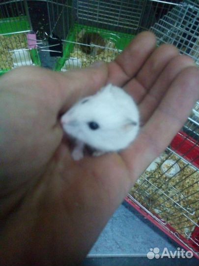 Джунгарики