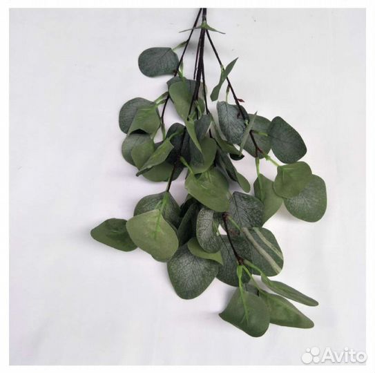 Эвкалипт доллар