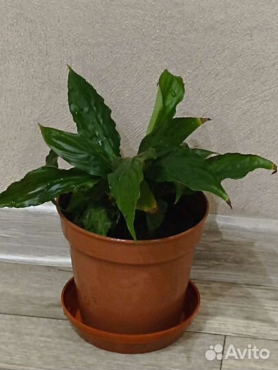 Спатифиллум