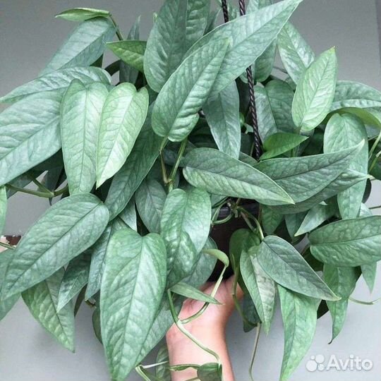 Монстера Сильвер Лиф