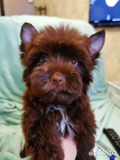 Йоркширский терьер мальчик