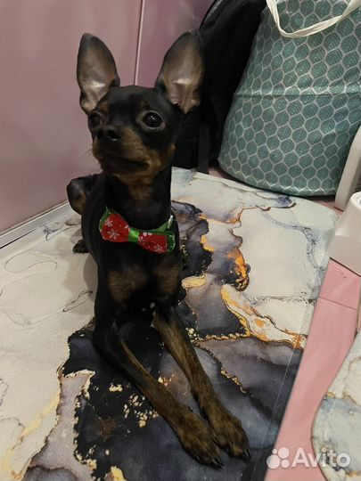 Вязка той-терьер