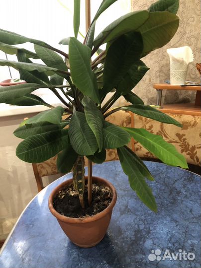 Молочай трехгранный