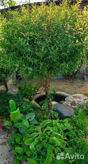 Ива пурпурный Нана