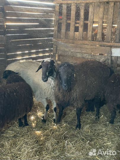 Баран производитель Эдильбаевской породы