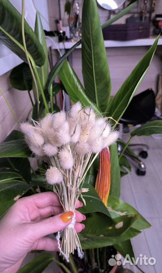 Зайцехвост, лагурус