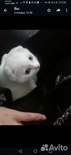 Шотландская