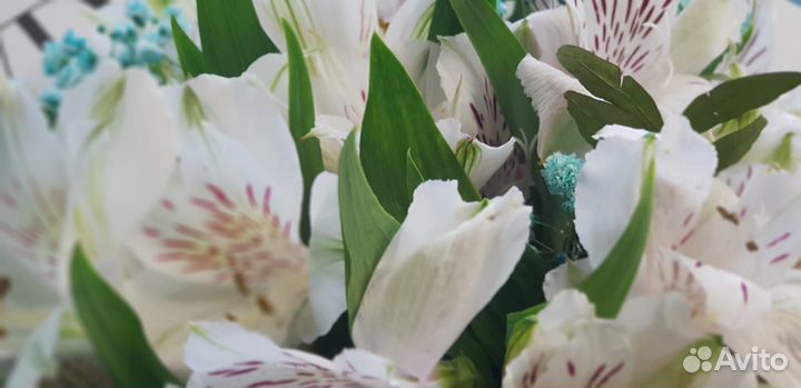 Доставка 46-10-00. Цветы. Букет 