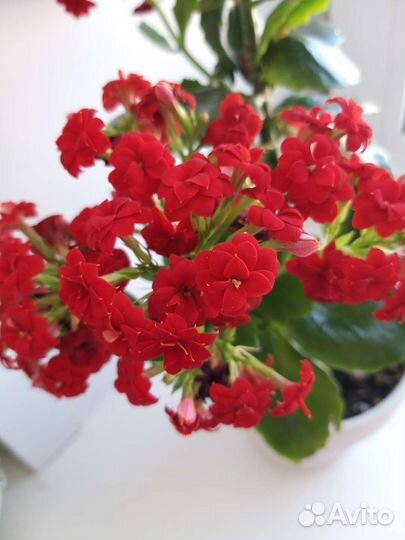 Каланхоэ желтый и красный