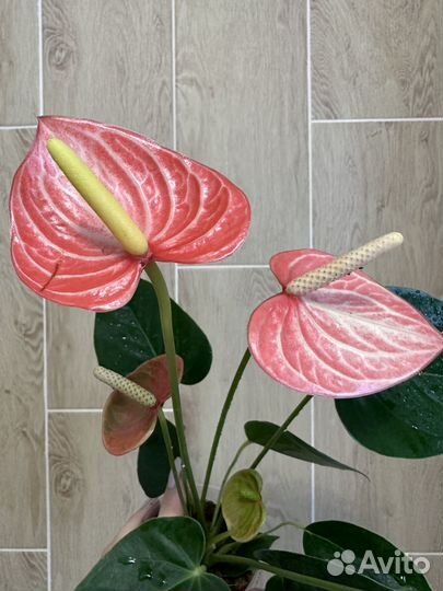 Новинка антуриум ливиум оранж (оранжевый)