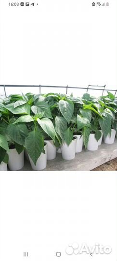 Рассада капусты, помидор, перца, огурцов и тд