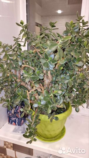 Денежное дерево (толстянка)