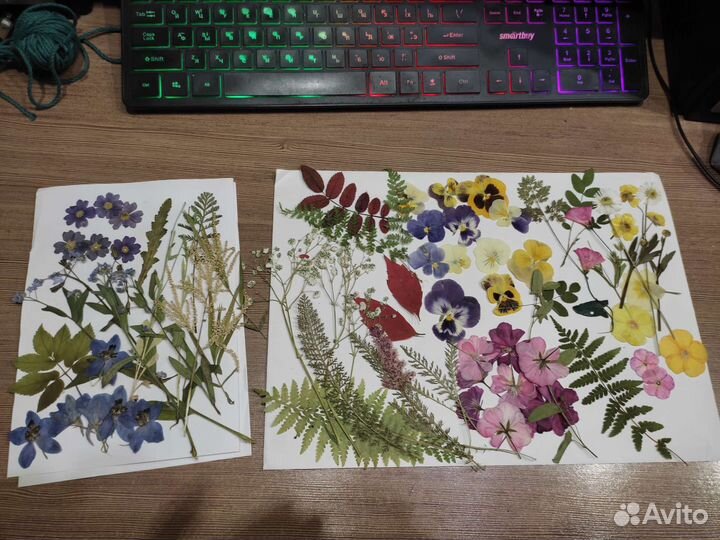 Сухоцветы растения для творчества и поделок