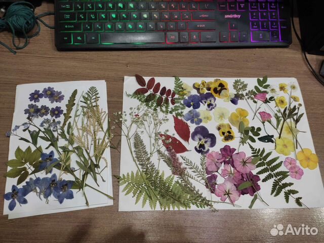 Сухоцветы растения для творчества и поделок