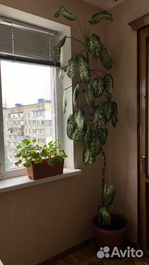 Диффенбахия