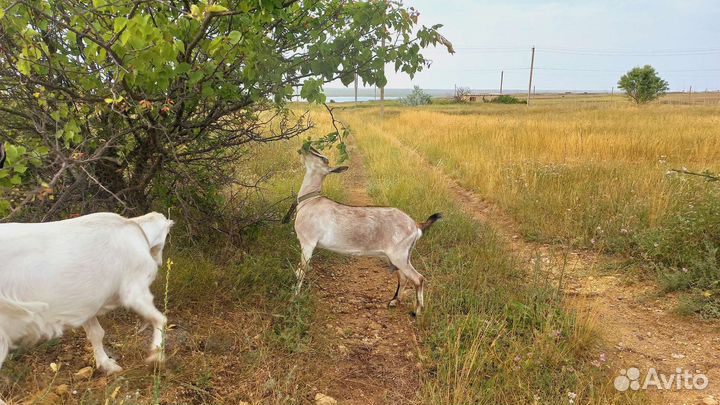 Козы под покрытие ламанча и чп альпийка молочная