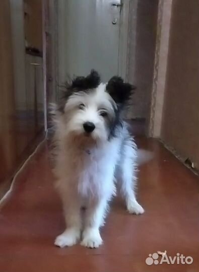 Кто видел Бима, сразу сообщите