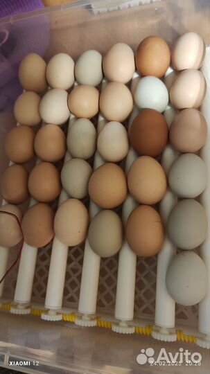 Цыплята несушки