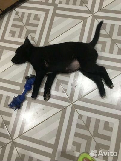 Щенки метисы овчарки