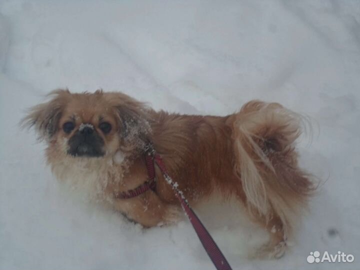 Щенки пекинеса