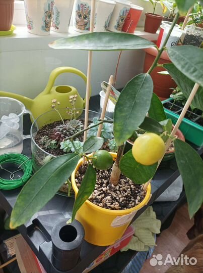 Лаймкват Юстис. Лайм, Лимон, Цитрус