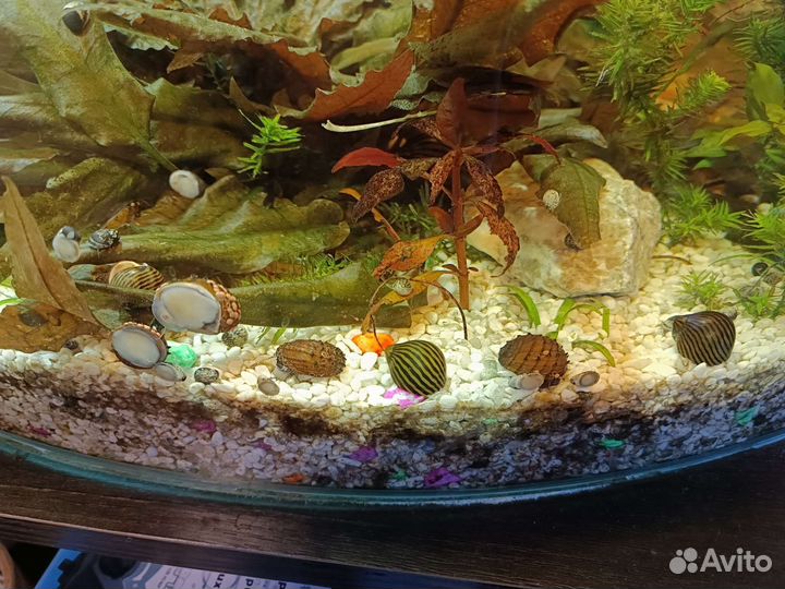 Продам Теодоксусов, Неретин улиток, малюсков